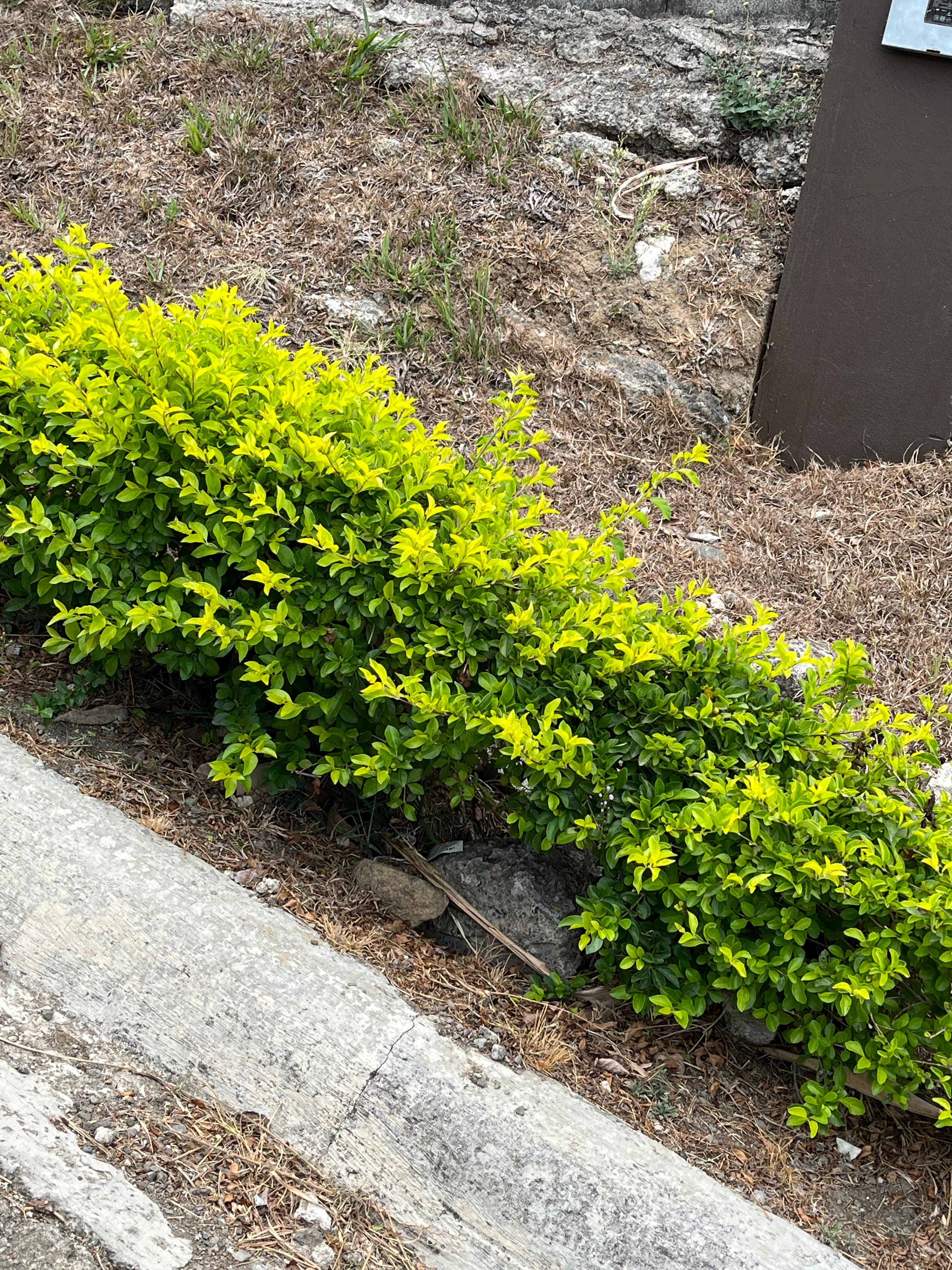 Bright green bushes growing next to a sidewalk, with soil and rocks around.