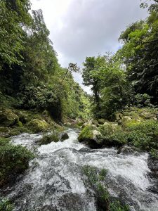 
A lush, green forest surrounds a rushing stream, where clear water cascades over smooth rocks.