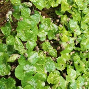 Close-up of green glossy Coffee plant leaves with small brown seed-like structures.