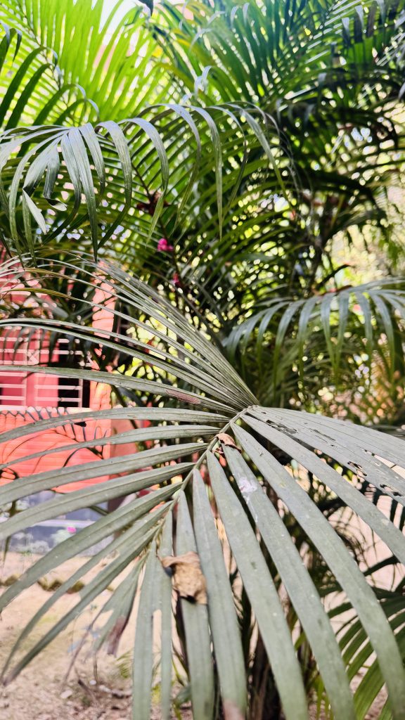 A close-up of overlapping green palm fronds with ribbed texture, some with small holes and brown tips, lit by sunlight with a blurred red building in the background.