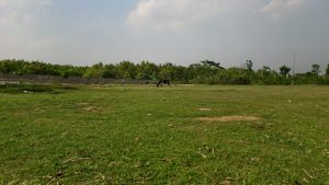 A vast green field under a pale sky with a row of trees and a single dark cow grazing in the distance.
