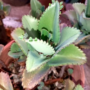 

A close-up of a succulent(aloe) with thick, serrated green leaves and budding tips in a terracotta pot.