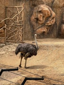 
An ostrich stands in a sandy enclosure with rocky walls in the background. 