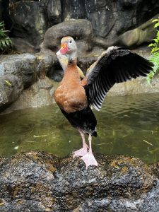 
A duck stands on a rocky ledge beside a body of water, showcasing its outstretched wing. The duck has a reddish-brown body with a gray head and a distinct pink bill.