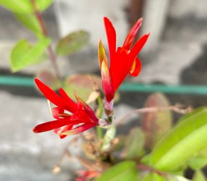 A close-up of a bright red flower with long, pointed petals on a slender green stem.