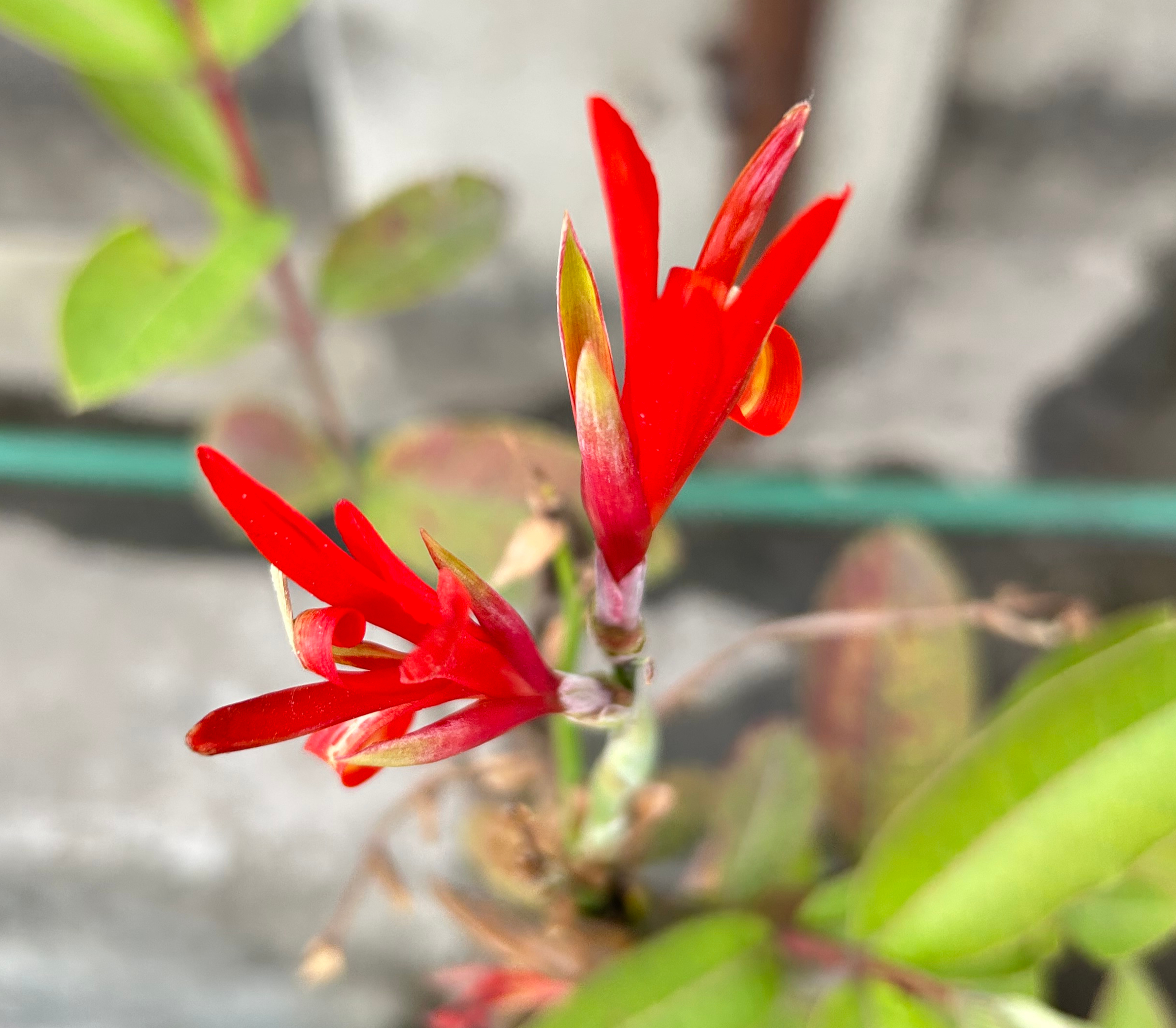 A close-up of a bright red flower with long, pointed petals on a slender green stem.