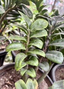 A close-up of a green plant with glossy, oval leaves.