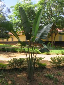 A tall plant with large, glossy, green leaves is pictured in a landscaped area. 
