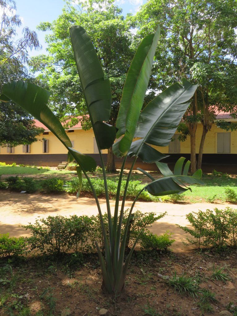 A tall plant with large, glossy, green leaves is pictured in a landscaped area.