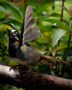 
A striking bird with a black head, yellow throat, and gray body is perched on a branch. 