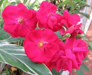 A cluster of several fully bloomed red rose flowers.
