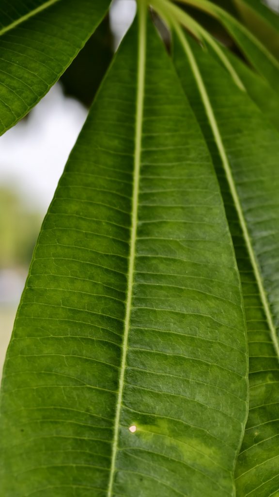 A macro shot focusing on the parallel veins and smooth texture of vibrant green tropical leaves.