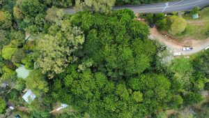 Aerial view of dense green forest with a road and surrounding rural landscape.