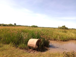 A large concrete pipe sits in muddy water at a wetland, surrounded by tall grass, with trees in the distance under a clear sky.