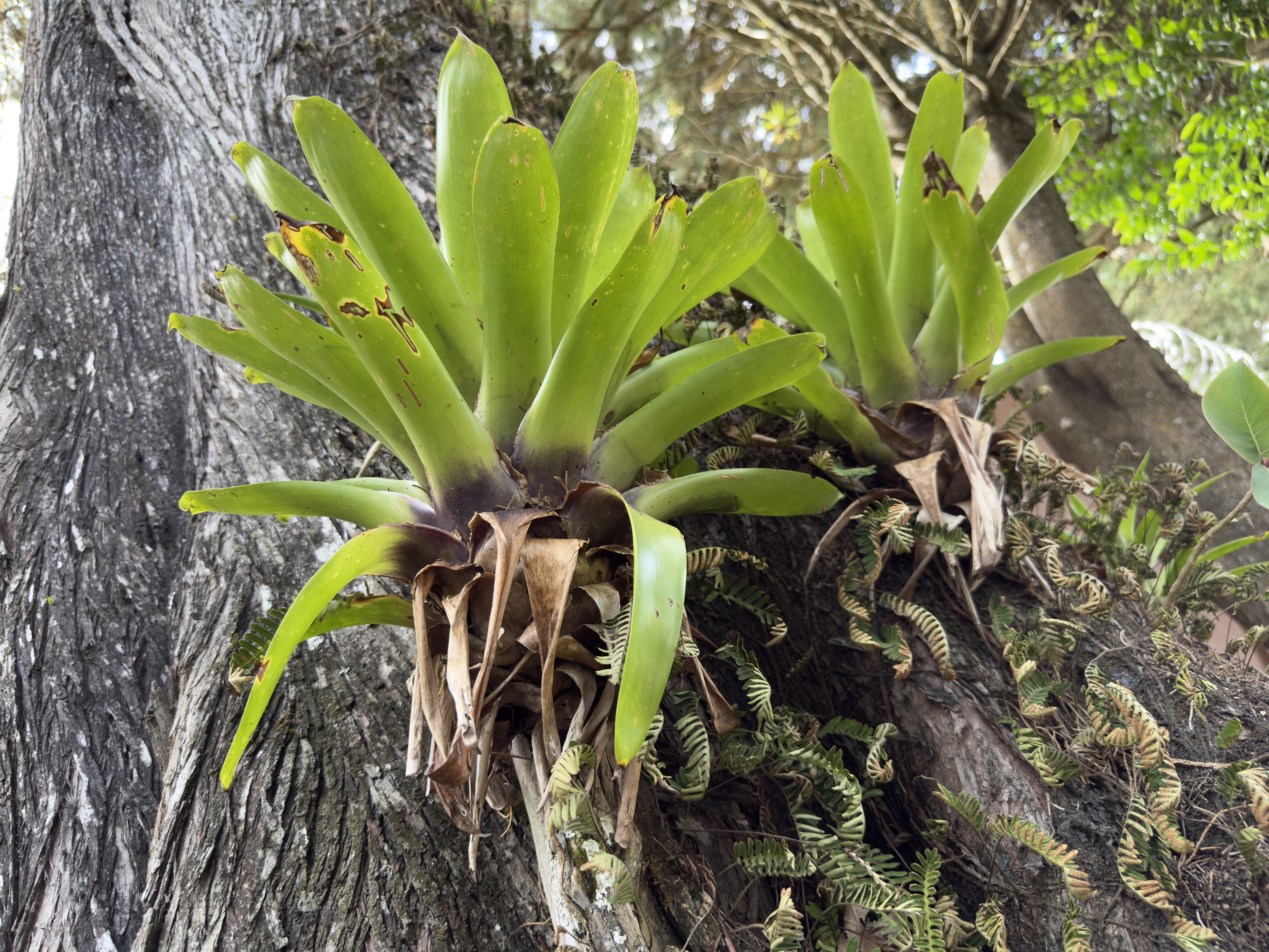 Two green bromeliads are growing on a tree trunk, surrounded by smaller ferns.