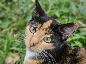 Close-up of a calico cat looking at the camera with striking green eyes.
