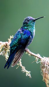  A vibrant Colibri Costa Rica (hummingbird) perched on a moss-covered branch, showcasing iridescent green and blue feathers that shimmer in the light.