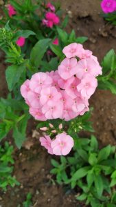 Overhead view of a cluster of light pink flowers with green leaves, some buds, and brown soil.

