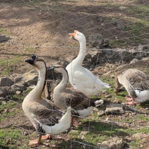 Four geese stand behind a wire fence in a dry, rocky outdoor enclosure. Two brown and white geese face forward while a white goose stretches its neck upward with its beak open. Another goose stands to the side, pecking at the ground. Sparse grass and scattered stones cover the area.
