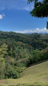 A lush, green landscape featuring dense forests and rolling hills under a bright blue sky with a few white clouds. The foreground includes various shades of green trees and foliage, while the background showcases a mountainous horizon, highlighting the natural beauty of the scene.