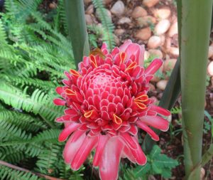 A top view of a mature pink torch ginger shows dense, waxy overlapping bracts with small yellow accents at the center.