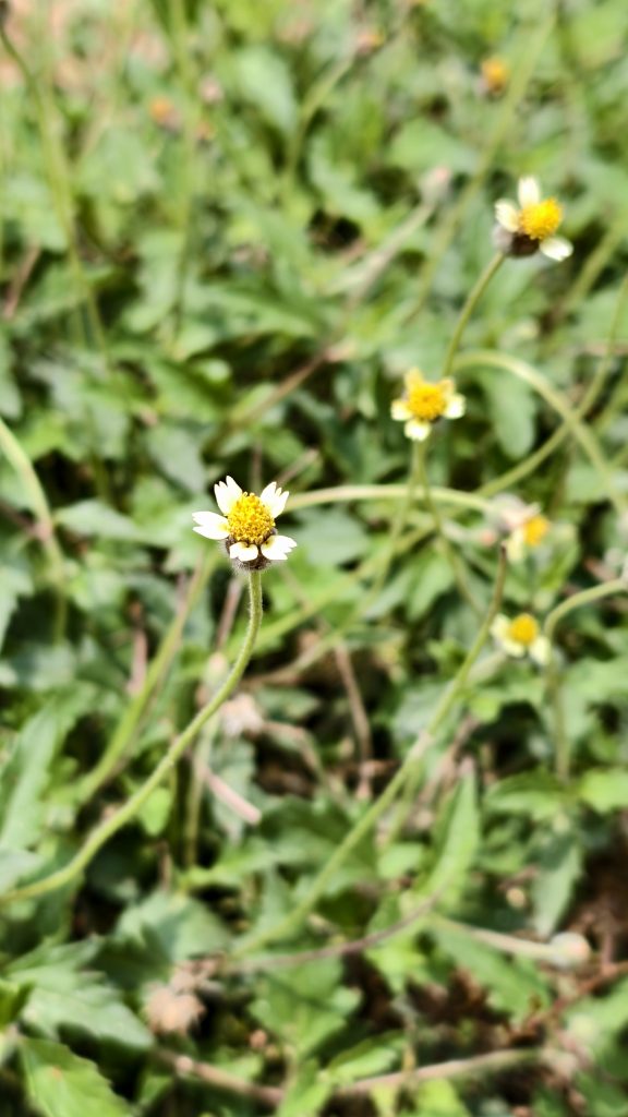 A small wild daisy with white petals and a yellow center grows on a thin stem among green foliage.