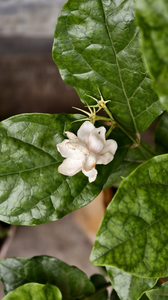 A small, delicate white jasmine flower rests on large, textured green leaves with small green buds visible nearby.