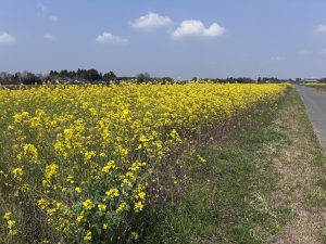 A field of vibrant yellow flowers stretches across the landscape under a blue sky dotted with a few white clouds. A path runs alongside the flower field, bordered by green grass and purple wildflowers on one side. 