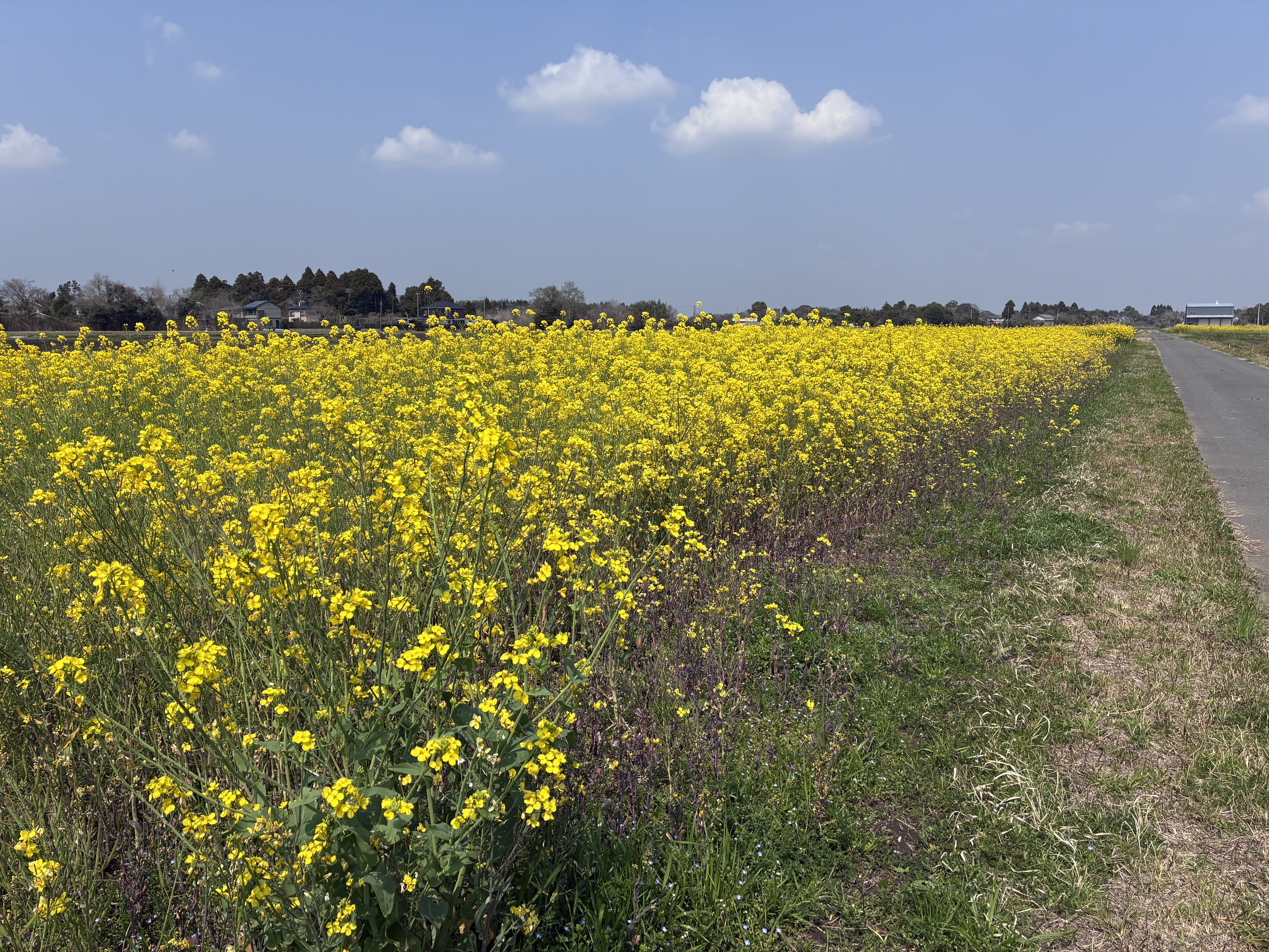 A field of vibrant yellow flowers stretches across the landscape under a blue sky dotted with a few white clouds. A path runs alongside the flower field, bordered by green grass and purple wildflowers on one side.