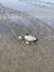 Close-up to a newborn turtle walking at the beach, Costa Rica.