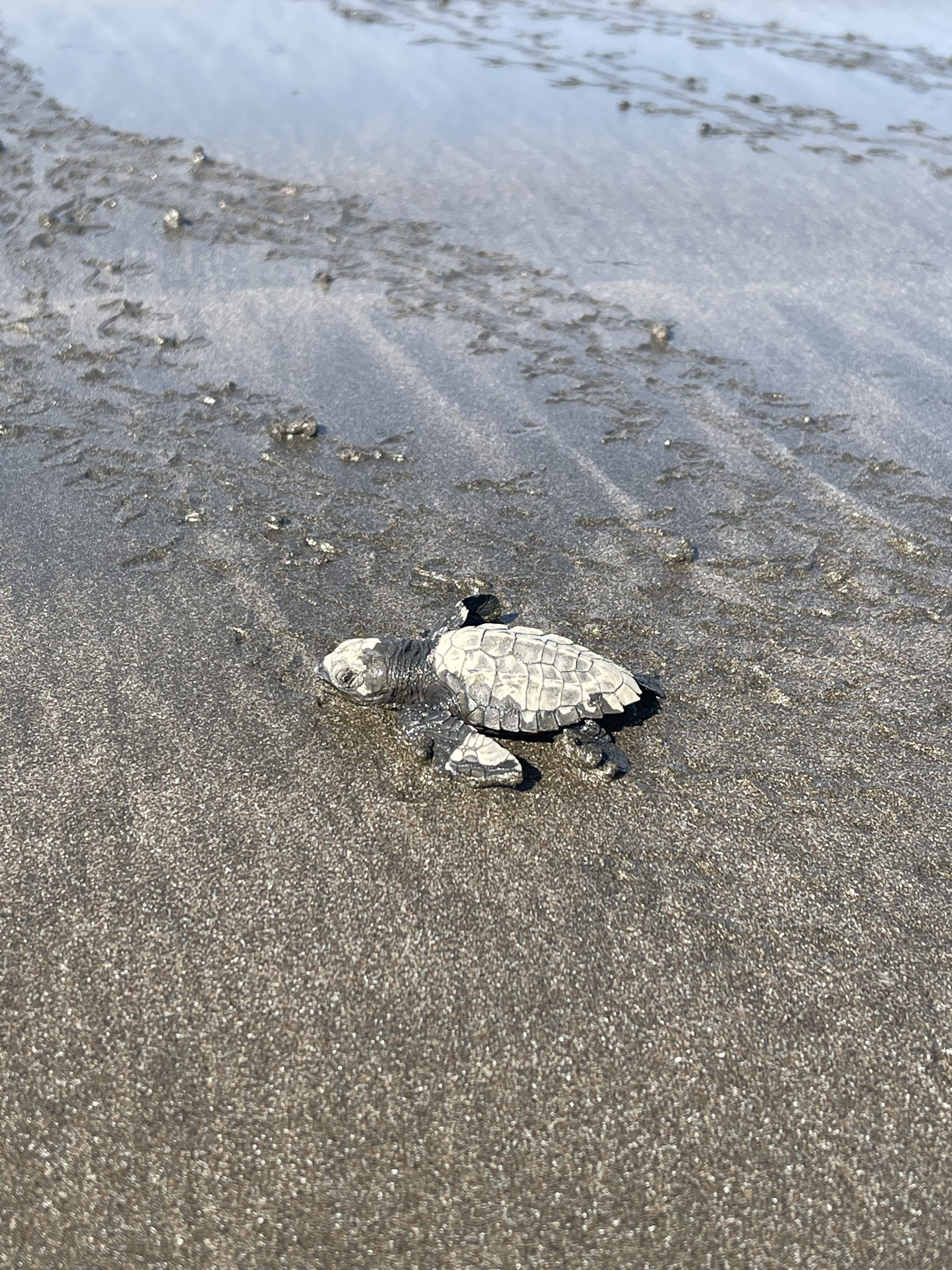 Close-up to a newborn turtle walking at the beach, Costa Rica.