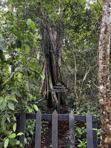 A black wooden gate stands at the forefront of a lush, green jungle, leading to a pathway surrounded by tall trees and dense foliage. Behind the gate, a large tree with a thick trunk emerges prominently, accompanied by a sign that reads information about the “Kawe Sangrillo” indicating it is an emblematic tree. 

