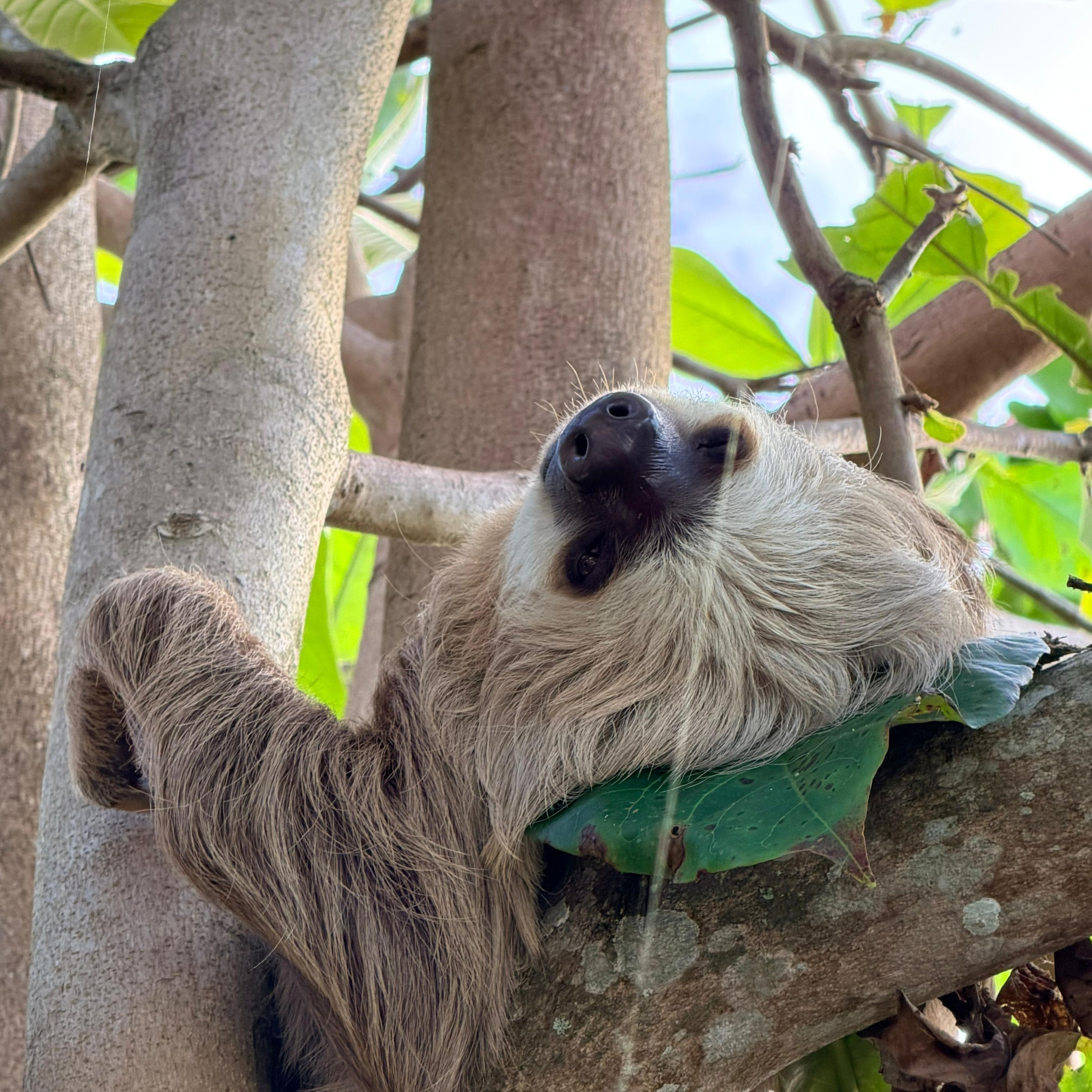 Close-up of a sloth resting on a tree branch, its body draped over the limb and one arm gripping the trunk. Its face tilts upward with a calm expression. Sunlight filters through green leaves, highlighting its soft brown fur and the surrounding forest setting.
