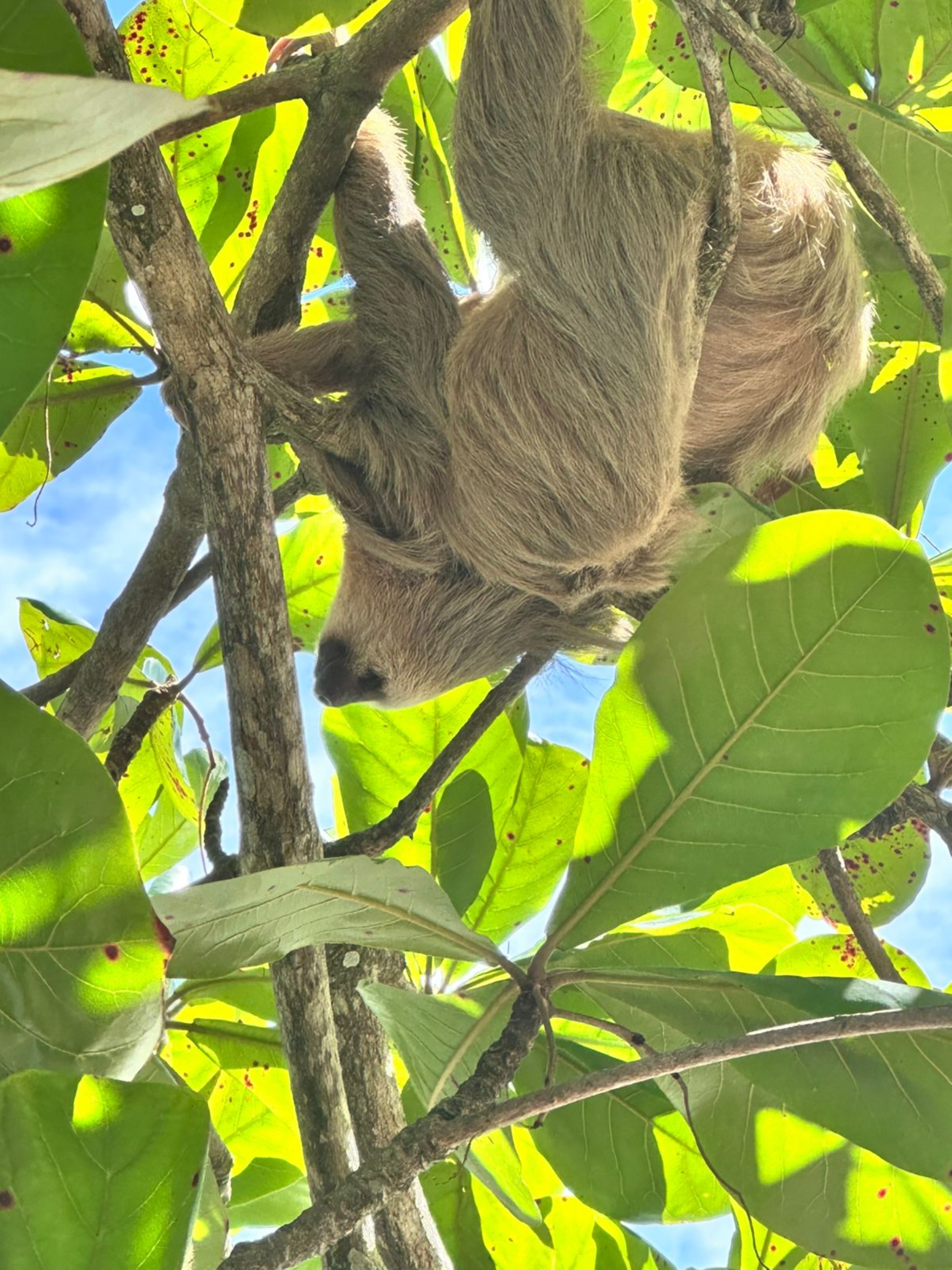 A sloth in Cahuita National Park.