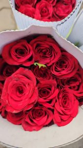 Close-up of fresh red roses arranged in a white paper bouquet, with tightly layered petals and vibrant color filling the frame.
