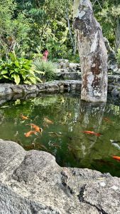 Small pond surrounded by nature in Costa Rica, with clear water and colorful fish swimming beneath the surface.