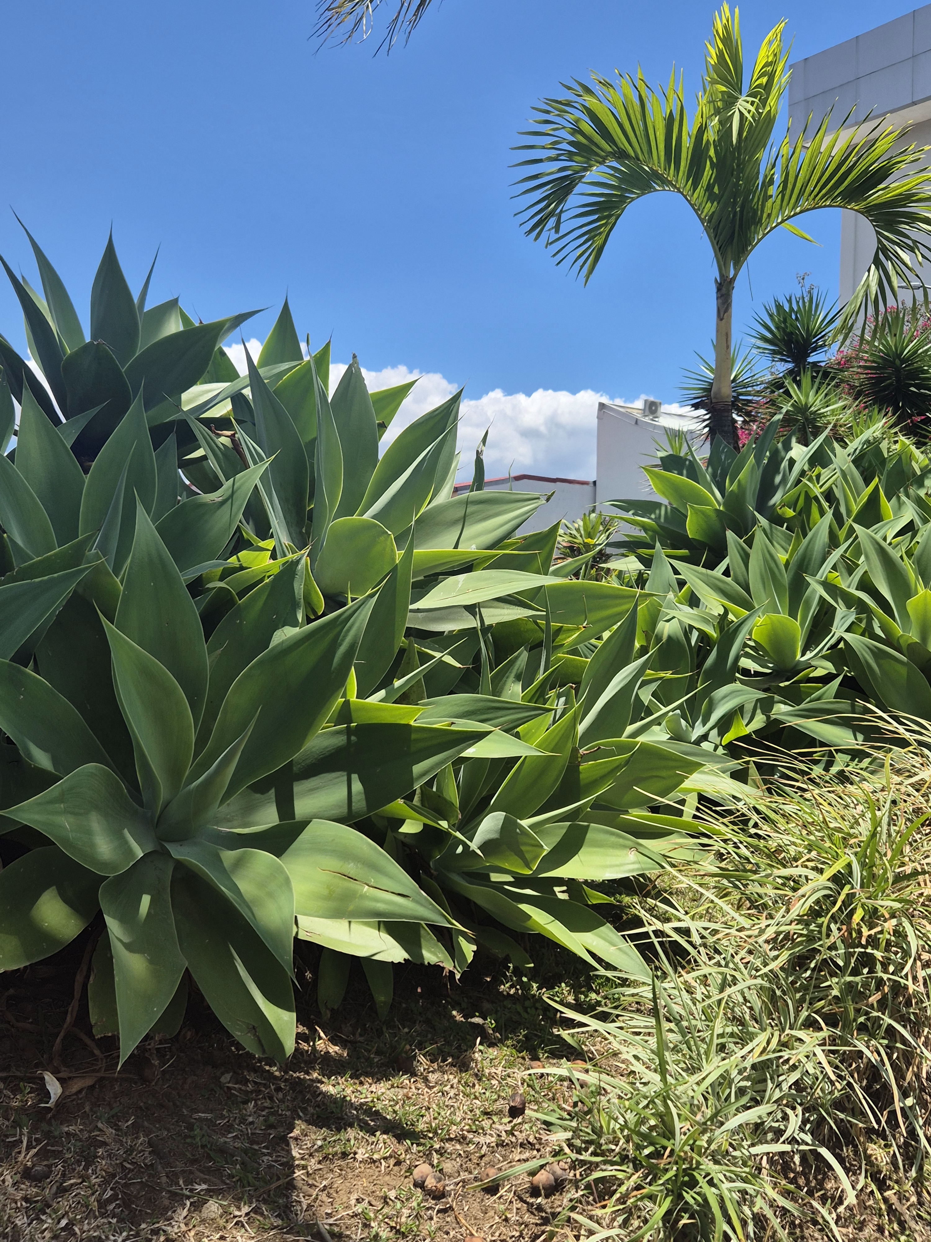 A vibrant display of lush green plants, including large succulent leaves, arranged in a natural landscape.