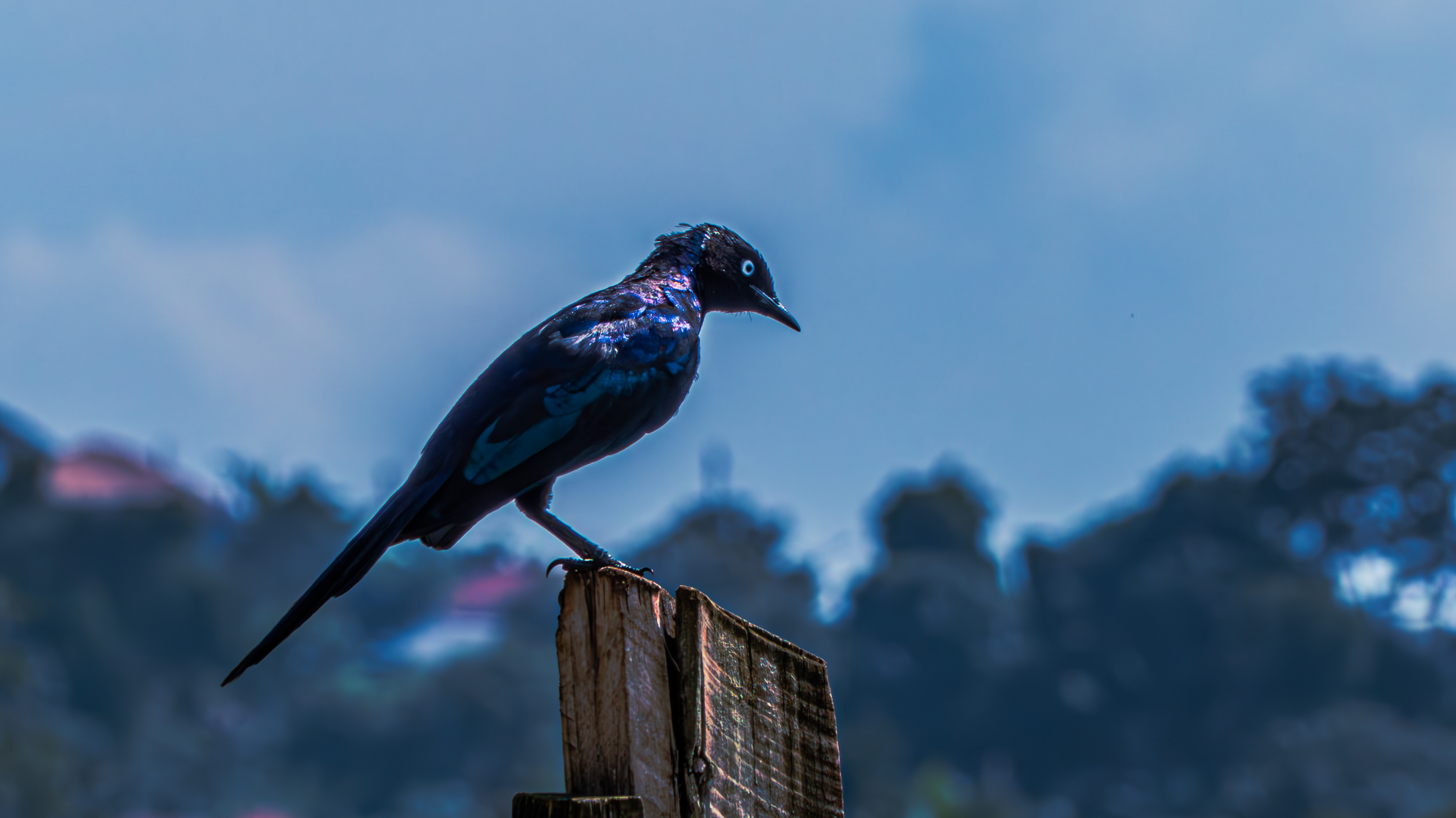 A side-profile, eye-level photograph of an iridescent bird, likely a Blue-Eared Starling, perched on top of a weathered, vertical wooden post.