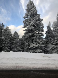 Tall coniferous trees covered in light snow after a storm. In the foreground is snow piled along the side of a road.