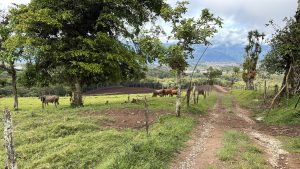 A rural dirt path through a grassy field with cows grazing, trees, fences, and distant hills under a cloudy sky.