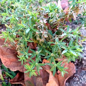 A bush of Culantro Coyote.