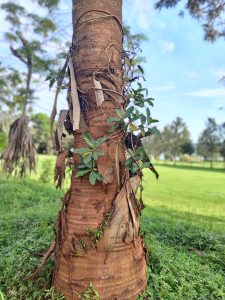 A close-up of a tree trunk with vines and green leaves growing around it in a grassy outdoor area. 
