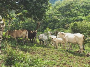 
A group of cows of various colors, including light brown, black, and white, are grazing on a grassy hillside surrounded by lush green trees and vegetatio