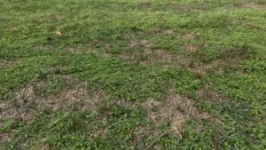 A close up top view of a grassy patch featuring many tiny yellow flowers growing among green blades and some dry brown patches.
