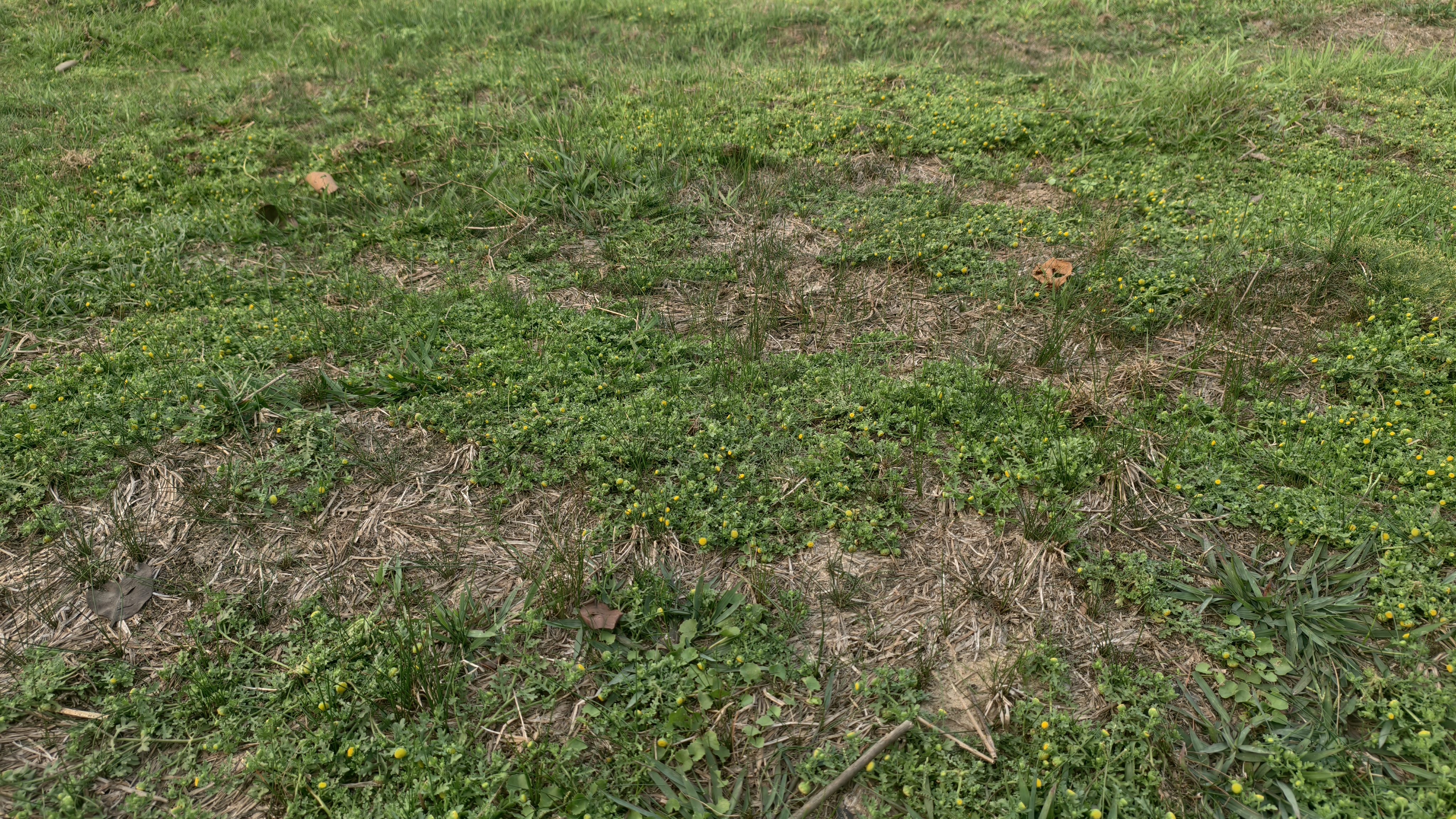 A close up top view of a grassy patch featuring many tiny yellow flowers growing among green blades and some dry brown patches.