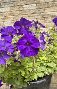 A vibrant cluster of petunias in various shades of deep and light purple blooms amidst a backdrop of lush green foliage. The flowers are set against a rustic, textured stone wall that provides a natural, earthy contrast to the vivid petals.