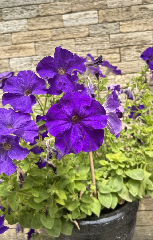 A vibrant cluster of petunias in various shades of deep and light purple blooms amidst a backdrop of lush green foliage. The flowers are set against a rustic, textured stone wall that provides a natural, earthy contrast to the vivid petals.