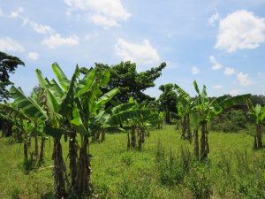 Young banana trees with lush green leaves grow in a grassy clearing under a bright blue sky.