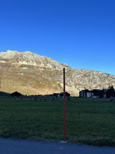 Swiss red berry to prevent the flock from leaving, with a view of the Swiss mountains and cows in the background