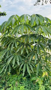 Medium shot of a tropical plant with large green palmate leaves, thin brown stem, and dense foliage under a bright cloudy sky.